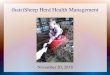 (hair)Sheep Herd Health Management - Wildcat District...(hair)Sheep Herd Health Management November 20, 2018 . Hair Sheep ... Biosecurity 30 day strict ... BEST MARKETING WINDOW 