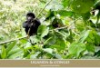 8 days by helicopter - Congo Travel and Tours · via Goma. Virunga National Park. Senkwekwe Center for orphan gorilla. Mikeno Lodge Day 6 - Gorilla trek from Bukima followed by Southern