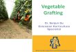 Vegetable Grafting - University of Florida€¦ · Grafting: Things to Know • Vegetable grafting is relatively easy, as vegetables are mostly herbaceous in nature: Methods include