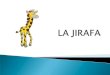 LA JIRAFA - la jirafa resfriada: ... manchas marrones bastante grandes are .rtlrn . las jirafas nacen