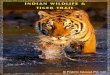  · Day 3: Tadoba National Park Stay at:- Serai Tiger, Tadoba After an early morning breakfast start the day at Tadoba with Jeep Safari Return to the lodge for lunch. Later in the
