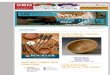 ARTICLE OF THE WEEK CHAPTERS AAW EXPLORE! AAW … files/KeepTurning/KT… · turners, including Judy Ditmer, Mike Mahoney, Glen Lucas, reflect on the allure of making wooden bowls