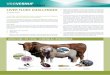 veeVERNUF stockSENSE · the miracidium stage hatches the life cycle repeats itself again. Damage and symptoms caused by liver flukes In the process whereby the immature liver flukes