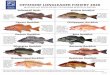 OFFSHORE LONGLEADER FISHERY 2020 · 2020. 1. 14. · OFFSHORE LONGLEADER FISHERY 2020 10 FISH AG LIMIT APPLIES FOR ONLY THE FOLLOWING 10 SPEIES OF ROKFISH Smooth jawline. Typically