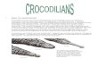I WHAT IS A CROCODILIAN? · 2011. 8. 22. · Cuban Crocodile (Crocodylus rhombifer) Siamese Crocodile (Crocodylus siamensis) Black Caiman (Melanosuchus niger) Black Caiman (Melanosuchus