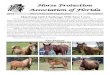 Horse Protection Association of Florida · 2020. 4. 7. · Horse Protection Association of Florida 2014 501(c)3 Charitable Organization Newsletter Matching Gift Challenge Will Save