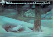 New York State conservationist (V31-N3-NOV-DEC-1976) · for trim on coats. Lighter colored pelts are Despite the beauty of lynx fur, it is not very durable and requires careful attention