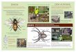 Insects Other Arthropods - Kids in Parks · brochure to identify some of the various insects, spiders and arthropods that call the forest home. Female black widows can be easily 