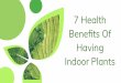 7 HEALTH BENEFITS OF HAVING INDOOR PLANTS