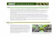 Aphid control - Home - BBRO · 2020. 4. 27. · aphid per 4 plants has been reached. • Make sure crops have their full nitrogen requirement once the crop is fully emerged and beginning
