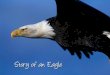 Story of an Eagle - yourhrworld.com€¦ · After breaking it, the eagle waits for a new beak to grow Then it plucks out its’ talons. When its’ new talons grow back, the eagle