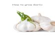 How to grow Garlic - Achieve Together · Before planting your garlic bulbs make sure the ground is well prepared and raked. Preparing the ground . Using the pegs and string draw a