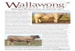 Wallawong Whisperer: Have you heard the news?€¦ · Wallawong Whisperer: Have you heard the news? Check out our website: or email us: lachlanj@yahoo.com . Outstanding AgGrow Sale