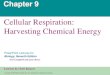 Cellular Respiration: Harvesting Chemical Energy€¦ · respiración celular •Las células utilizan la energía química almacenada en moléculas orgánicas para generar ATP. LE