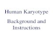 Human Karyotype Background and Instructions · Karyotype: XX or XY with 3 chromosome #21 Patau Syndrome (Trisomy 13) Severe mental disorder and cleft palate (Fatal) Karyotype: XX