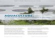 AQUACULTUREresearch.library.mun.ca/2300/1/AquacultureAnInternationalPerspecti… · selective breeding of different crops. Similar intensification of aquaculture began in the 1970s,