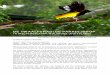 DE TWAALFDRADIGE PARADIJSHOP · 2014. 8. 16. · Handbook of the Birds of the . World. Volume 14. Bush-shrikes to Old World Sparrows. Lynx Edicions. - Tim Laman, Edwin Scholes (2012)