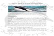 Updated’Report’on’the’Killer’whale’Kshamenk’ · reviewing the# document;# and# Mundo# Marino# directorsforproviding#the# information#citedonthefootnotes .# Specialthanks#toJ