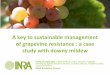 A key to sustainablemanagement of grapevineresistance : a ......A key to sustainablemanagement of grapevineresistance : a case study with downymildew François Delmotte, Chloé Delmas,