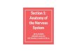 Anatomy of Section 1: the Nervous Systempages.ucsd.edu/.../pdf-files/SU19-COGS17-01-Section-Lexi-Neuroanatom… · Limbic System Motivation and emotions Hippocampus: formation of