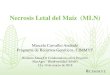 Necrosis Letal del Maíz (MLN) - Seeds of Discovery · E Isabirye, B., & Rwomushana, I. (2016). Current and future potential distribution of maize chlorotic mottle virus and risk