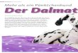 VORGESTELLT | DALMATINER Mehr als ein Pünktchenhund Der · PDF file hunderasse vorzubeugen, werden in der Schweiz nur Dalmatiner mit dem Resultat HD­A oder HD­B zur Zucht zugelassen