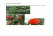 LARGE FLOWERING TREES Brownea Brownea grandiceps is an ...€¦ · sizes can vary greatly - from 6 feet to 25 feet tall. Queen crape myrtle is the largest of them all. Its blooms
