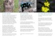 New A rare species An iconic bee An important pollinator · 2016. 2. 17. · this rare pollinator and iconic species of Kangaroo Island. How can you help? If you have seen the green