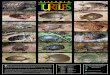 I l l i n o i s TURTLES · 2020. 1. 19. · The largest Illinois turtle is the alligator snapping turtle, Macrochelys temminckii. In some locations it may grow to a shell length of