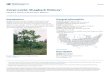 Carya ovata: Shagbark Hickory - EDIS · 2014. 6. 12. · Carya ovata: Shagbark Hickory 2 Crown density: moderate Growth rate: slow Texture: coarse Foliage Leaf arrangement: alternate