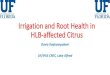 Irrigation and Root Health in HLB-affected Citrus · IRRIGATION STRATEGIES FOR MANAGING HLB (3) Avon Park m 3 m-3) 0.00 0.02 0.04 0.06 0.08 0.10 0.12 IFAS Intermediate Daily Immokalee