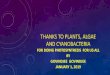 THANKS TO PLANTS, ALGAE AND CYANOBACTERIA Publications/Thank_you... · THANKS TO PLANTS, ALGAE AND CYANOBACTERIA FOR DOING PHOTOSYNTHESIS FOR US ALL BY GOVINDJEE GOVINDJEE JANUARY