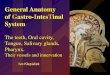 General Anatomy of Gastro-IntesTinal System The teeth ... · Midgut – ¾ of duodenum, jejujnum, ilium, colon caecum, colon ascendens and 2/3 of colon transversum 4. Hindgut –