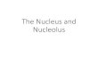 The Nucleus and Nucleolus Cell biology...¢  ¢â‚¬¢The nucleolus is a non-membrane bound structure composed