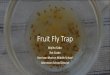 Fruit Fly Trap - davincisciencecenter.org€¦ · Last year I did a project about fruit flies and how they reproduce. I noticed how fast the fruit flies reproduced. Sometimes we have
