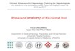 Ultrasound anatomy of the normal liver€¦ · IVICA GRGUREVIC Assoc Prof, MD PhD, FEBGH Department of Gastroenterology, Hepatology and Clinical Nutrition University Hospital Dubrava