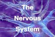 The Nervous Immune function. AP Biology Types of neurons:-1- Sensory neuron 2-Motor neuron dendrites