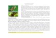 SALKIM GÜVESĠ (Lobesia botrana) Menu/Zirai... · SALKIM GÜVESĠ (Lobesia botrana) Salkım güvesi ergini Zararlı olduğu bitkiler: Salkım güvesi 3. dölünün olgun tanelerde
