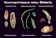 Конструктивные типы Bilateria€¦ · Acoela Macrostomida Tricladida Temnocephalida Базальная пластинка . Строение стенки тела