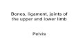 Bones, ligament, joints of the upper and lower limb Pelvis · the upper and lower limb Pelvis. Sternoclavicular joint Articular disc Anterior sternoclavicular ligament Posterior sternoclavicular