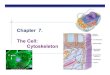 Chapter 7. The Cell: Cytoskeletonschools.misd.org/page/download/8122/0/Ch07organelles4.pdfMicrofilaments (actin filaments) Dynamic process actin filaments constantly form & dissolve
