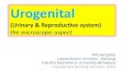Urogenital - anatomi.lecture.ub.ac.idanatomi.lecture.ub.ac.id/files/2014/11/Urogenital-edited.pdf•Its expanded distal tip is the glans penis. •The corpus spongiosum is penetrated