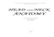 HEAD AND ANATOMY - USMF · 2020. 3. 17. · NECK ANATOMY Basic course for students of Dentistry Collected and elaborated by Lilian Globa ... Muscles of the Scalp 41 Muscles surrounding