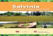 Salvinia Biological Control Field Guide/media/system/5/e/e/d...Salvinia molesta is a very unusual aquatic fern with tiny egg beater shaped hairs on its leaves which repel water and