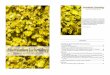 Quercus, Populus · Corticolous on introduced Quercus, Populus, and Betula, the species is widespread in public parks and gardens in Australia and New Zealand. 1 mm ... These lichens