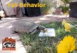 Hatchling Care and Brumation - Tortoise GroupWinter Precautions - Rain •Rain - Days of gentle rain may produce flooding –Check inside of burrow for flooding •Use a mirror during
