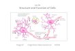 Lec 2b Structure and Function of Cells mboyle/COGS17/pdf-files/SU... · PDF file Excitatory Post-Synaptic PotentialCl-Post-synaptic cell is HYPO-Polarized The Synapse ACh Na+ Adding