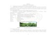 BAB II TINJAUAN PUSTAKA ... dan minyak pelumas. 2.1.1 Klasifikasi Tanaman Jarak Pagar (Jatropha curcas) Kedudukan tanaman dalam sistematika (taksonomi) tumbuhan dapat diklasifikasikan