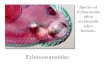 Echinostomatidae - University of British Columbiaadamson/Biol328/B328Digenea2.pdfHeterophyes heterophyes •Heterophyes spp commonly infect man accidantally. •H. heterophyes: North