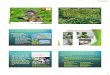 PowerPoint Presentation · 1.Tính đa dạng thành phần loài cây thức ăn cho CVCN của Hệ thực vật Bán đảo Sơn Trà Số loài cây thức ăn đã ghi nhận